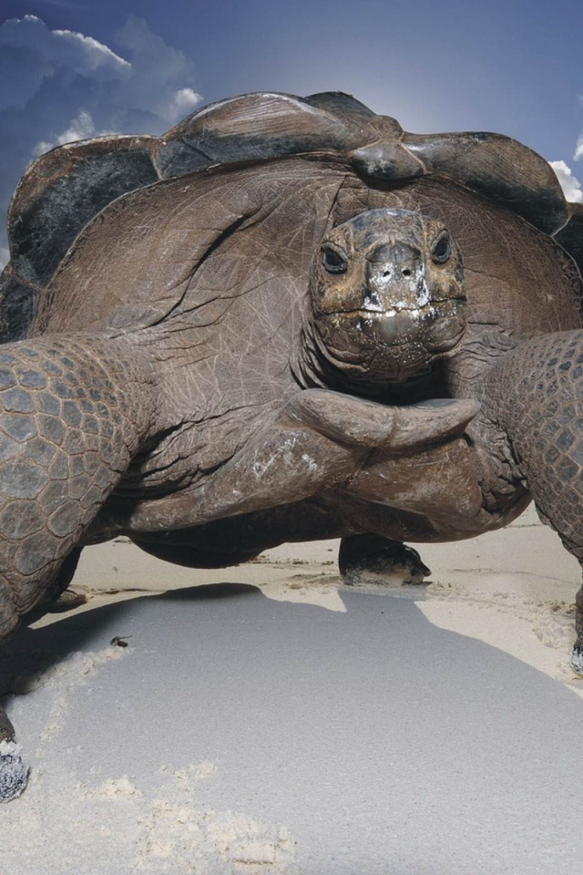 Морская черепаха