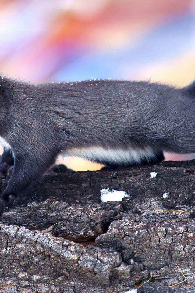 Пушистая белка
