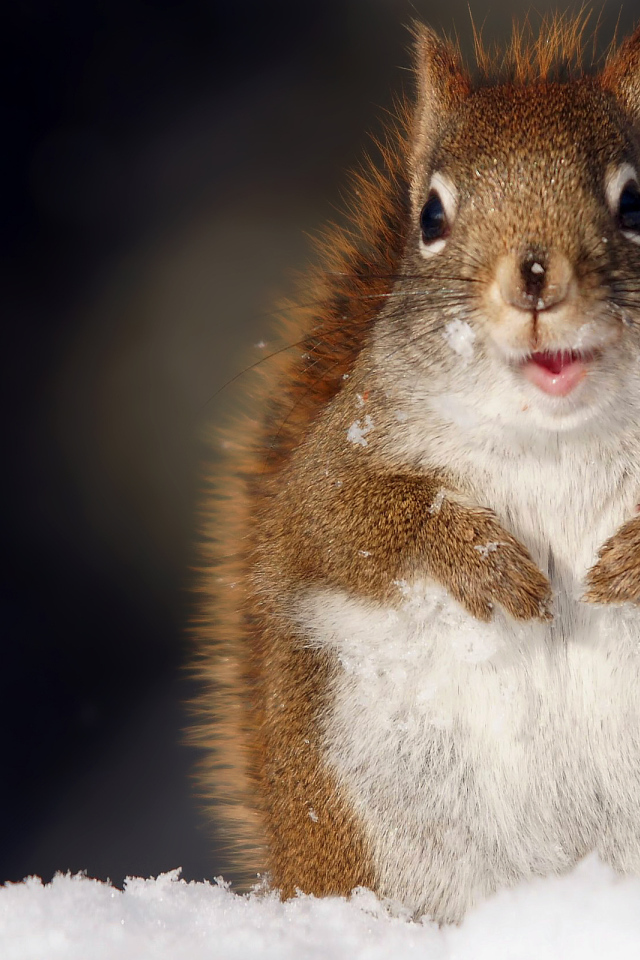 Забавная белка