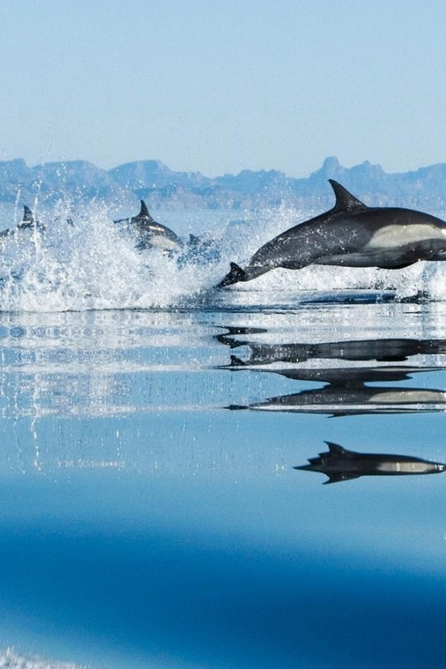 Дельфины