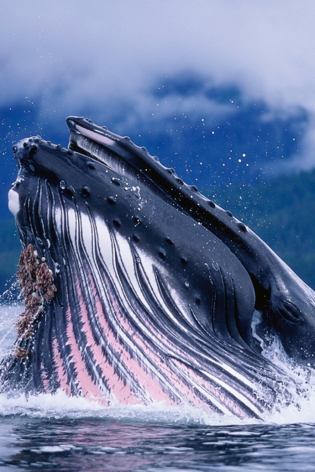 Горбатый кит