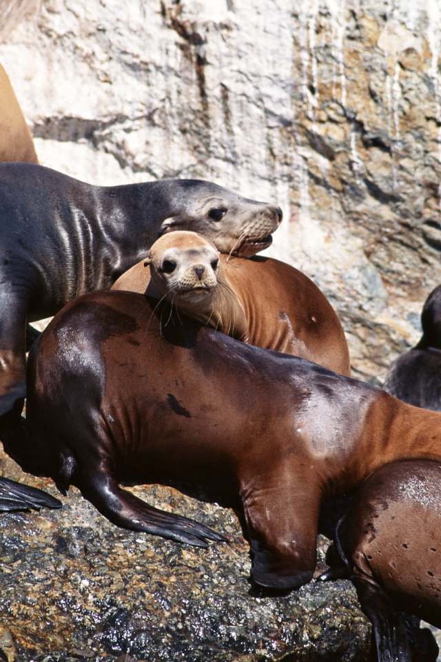 Морские котики