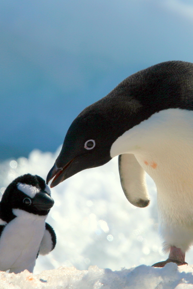 Пингвин и игрушка