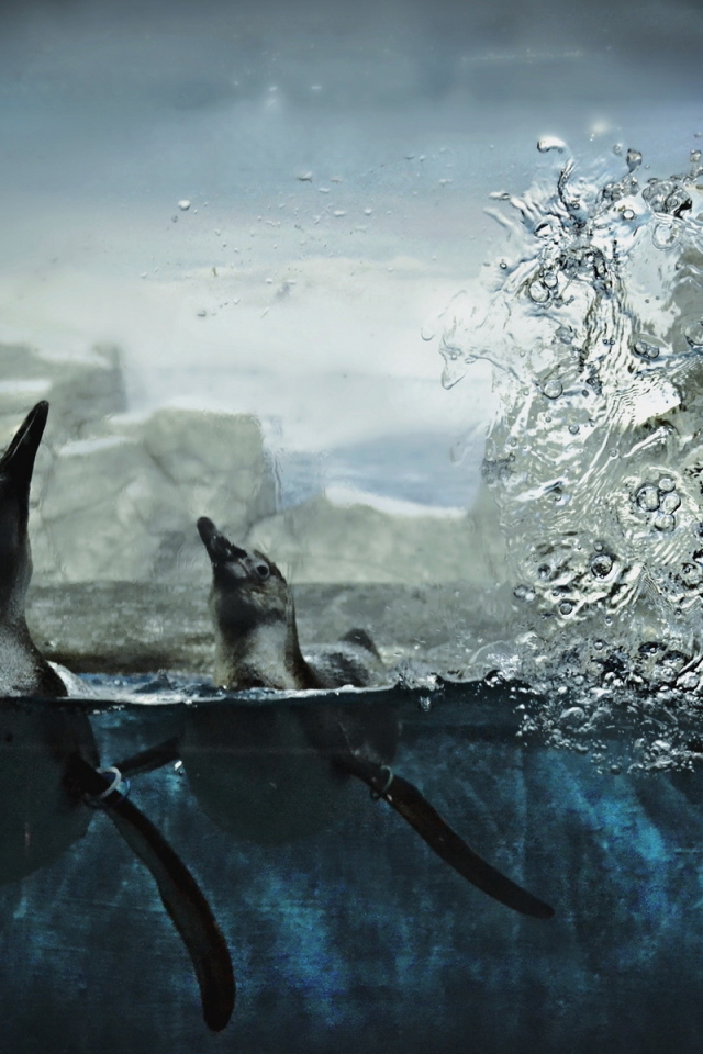 Пингвины в воде