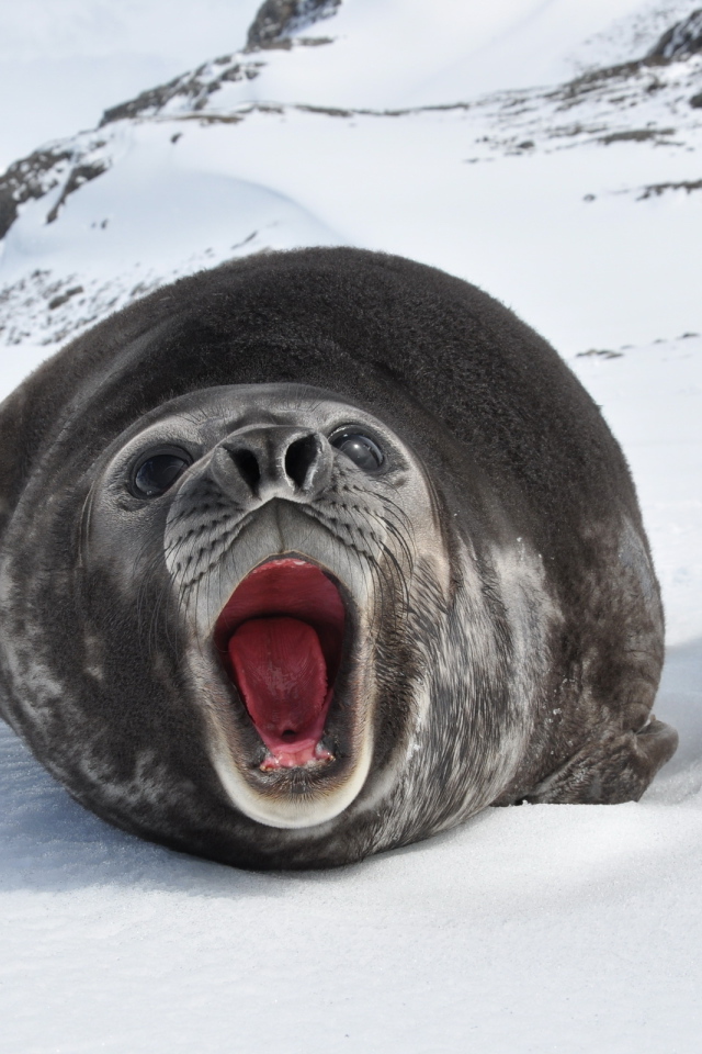 Морской слон