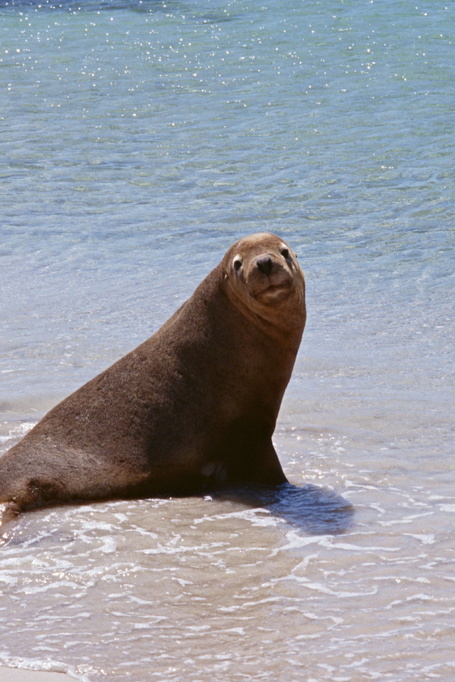 Морской котик