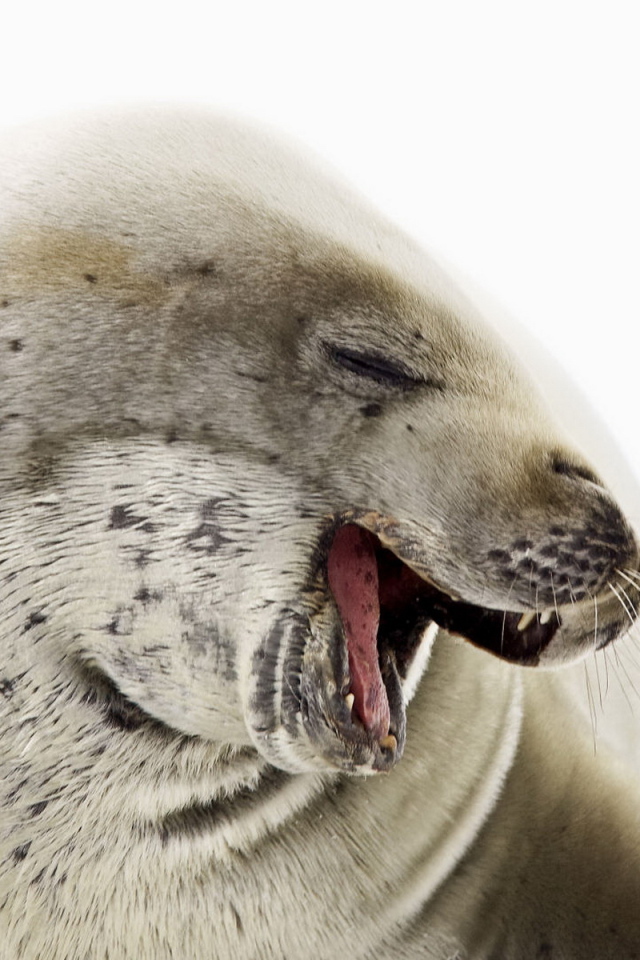 Морской котик