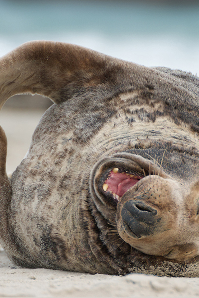 Тюлень на пляже