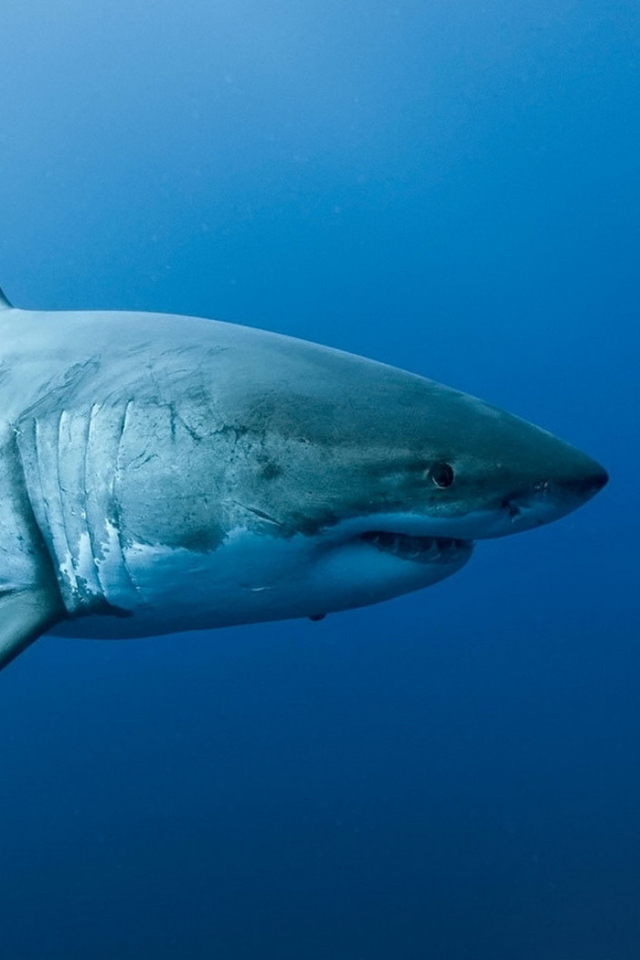 Акула на охоте