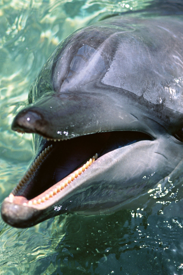 Зубастый дельфин