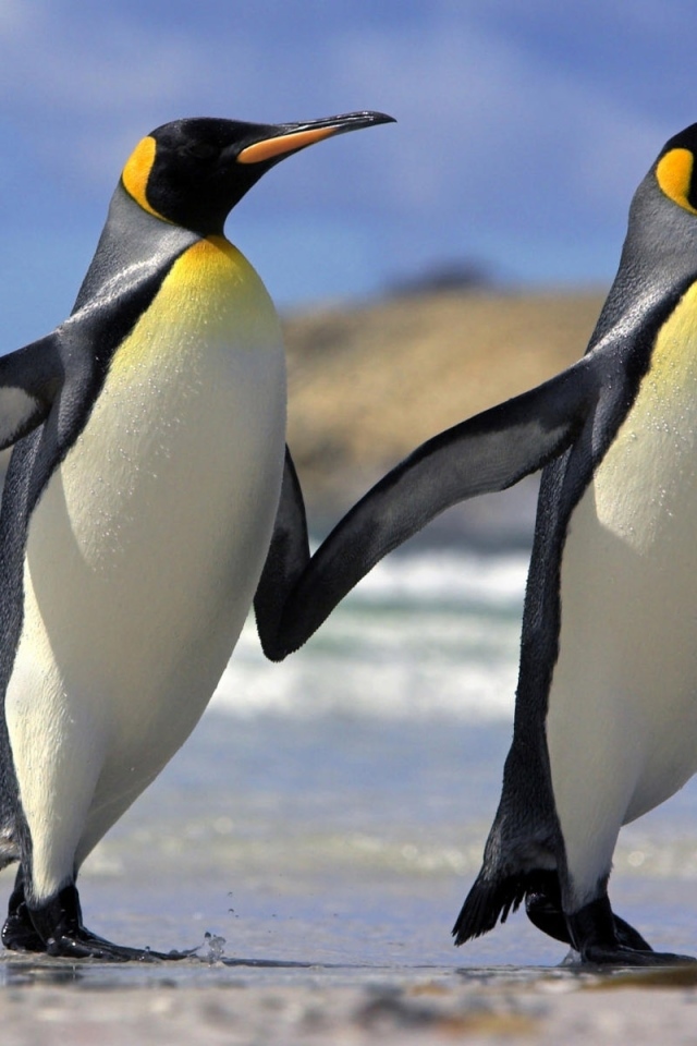 Два пингвина