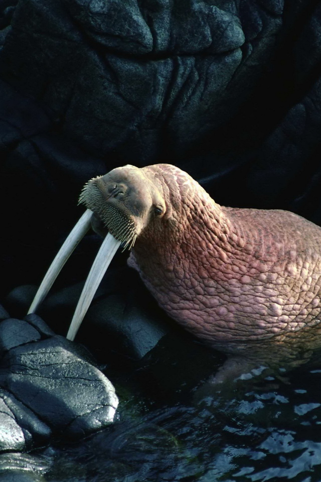 Морж на камнях