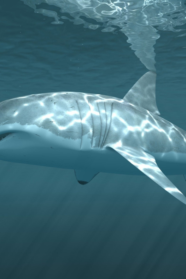 Белая акула