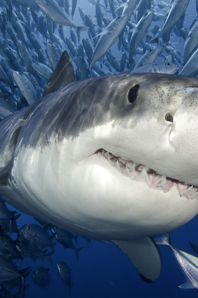 Белая Акула