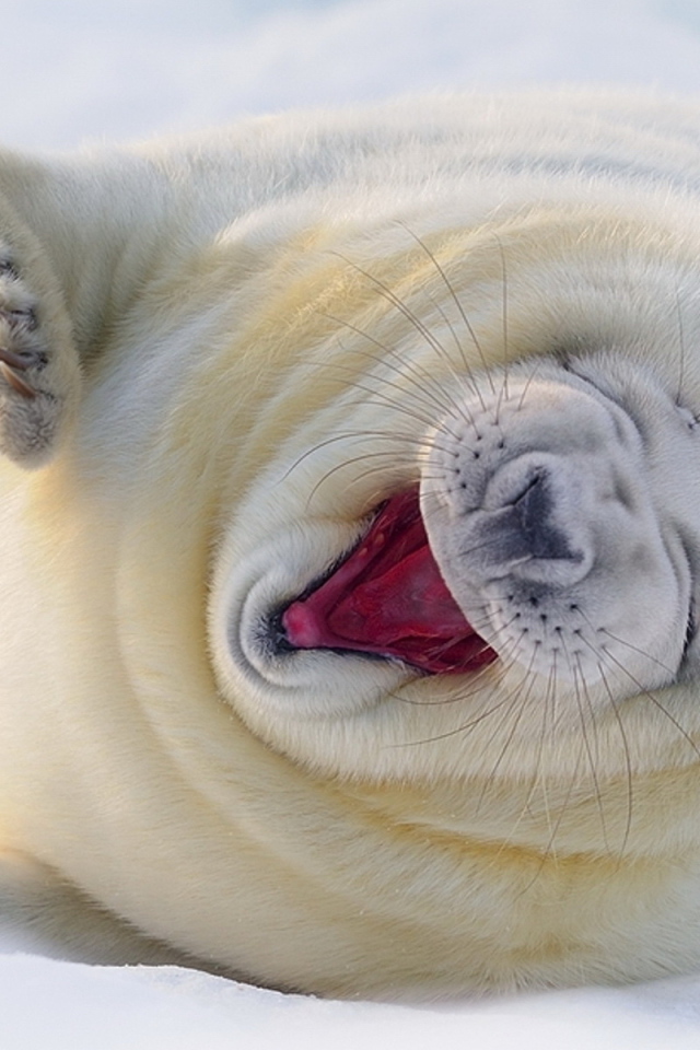 зевающий Морской котик