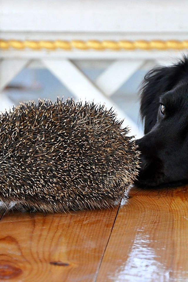 Пес и ежик