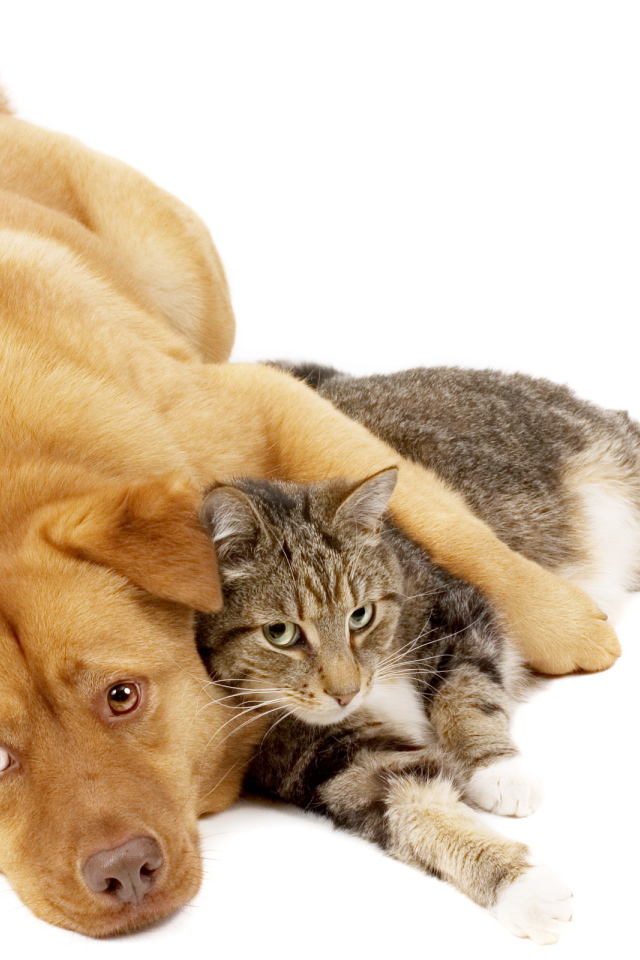 Пес и рыжий кот