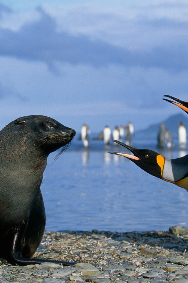 Морской котик и пингвины