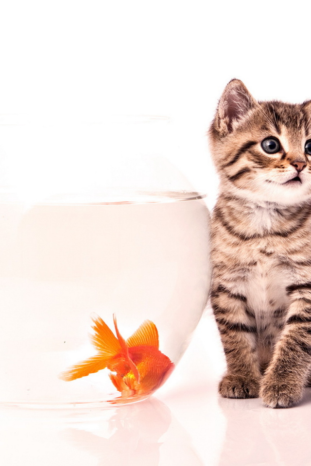 Котенок и золотая рыбка