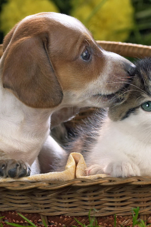 Щенок и котенок