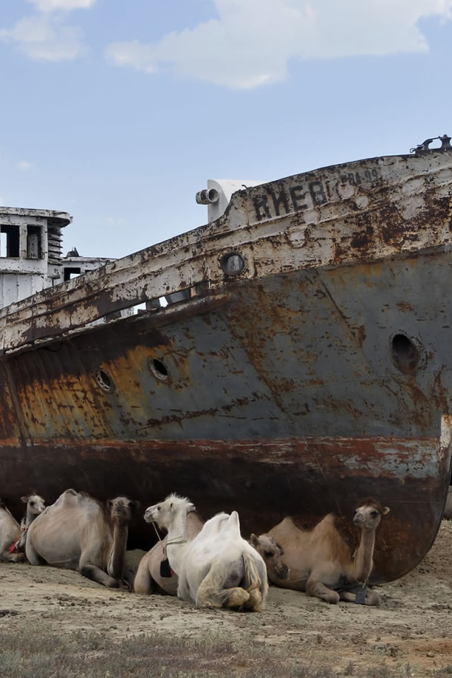 Верблюды на отдыхе