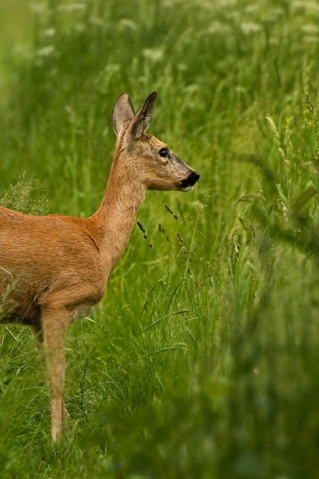Олень в траве