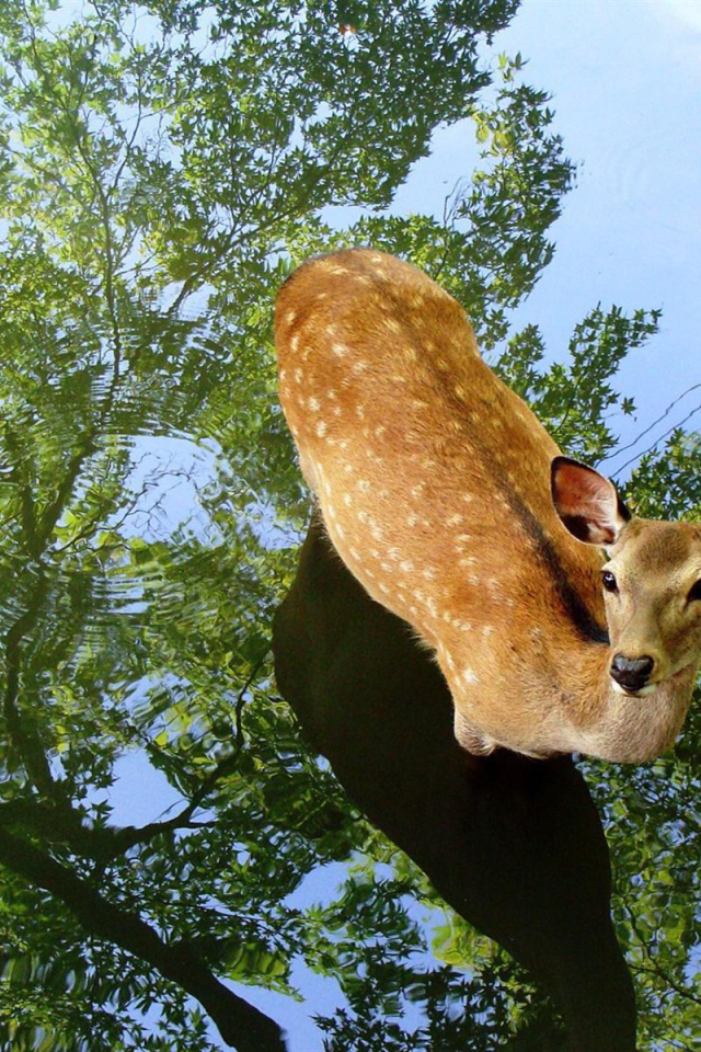 Олень в воде