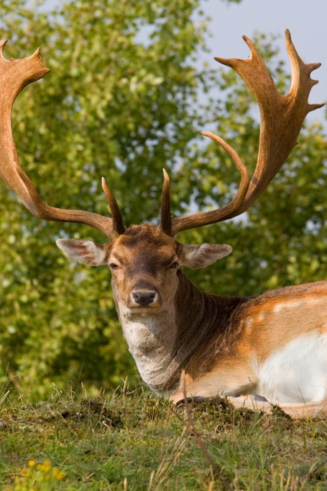 Олень с большими рогами