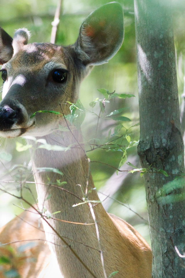 Молодой олень
