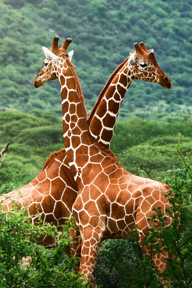 Влюбленные жирафы