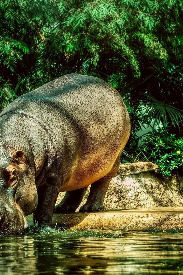 Бегемот на водопое