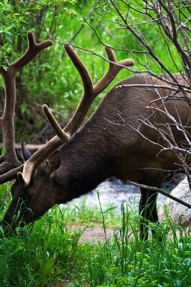 Рогатый олень