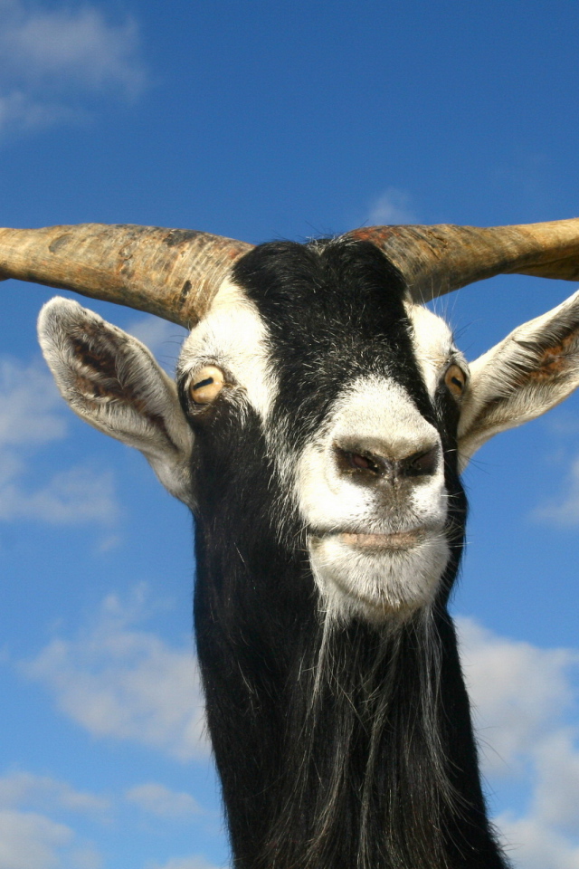 Козел рогатый