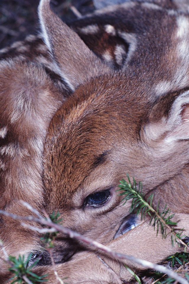 Маленький олененок