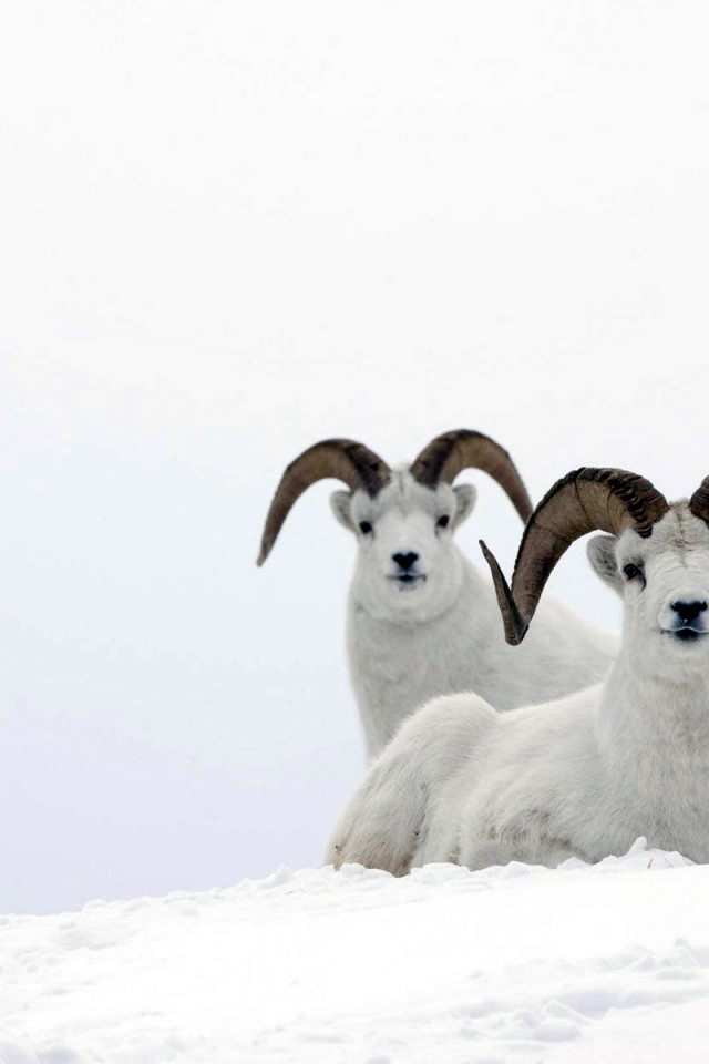Горные бараны на снегу
