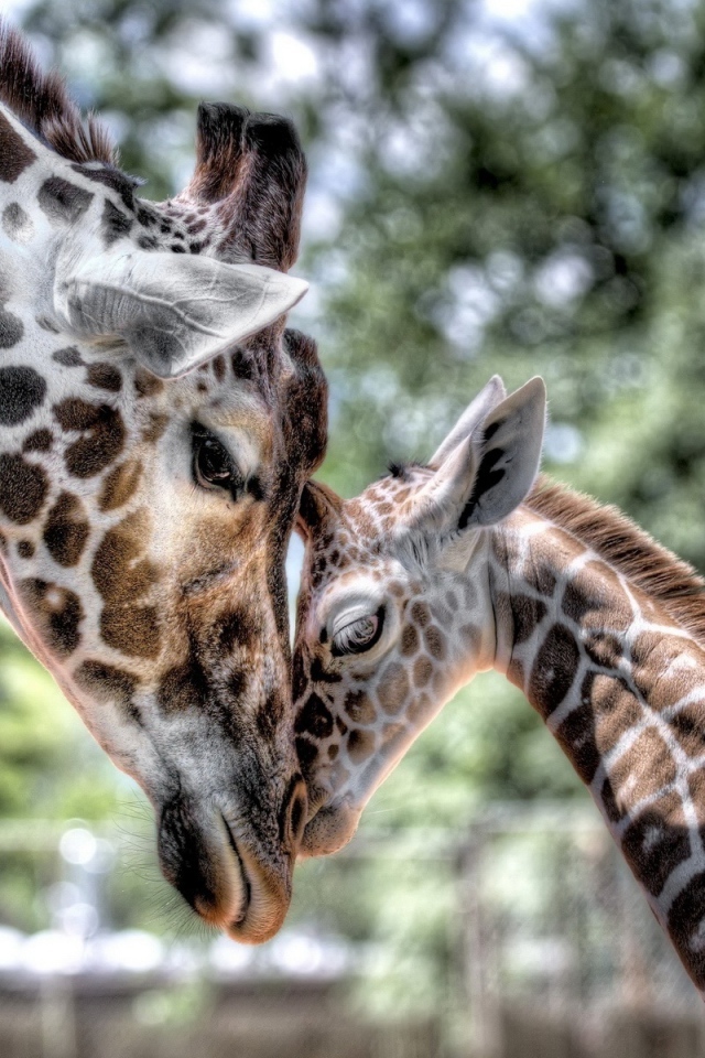 Мамина любовь