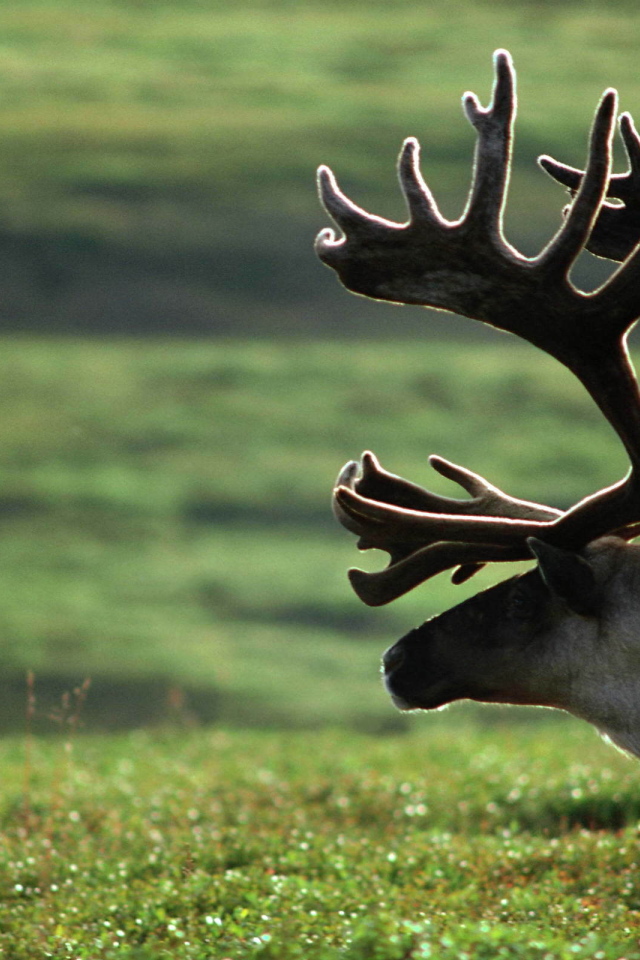 Старый олень