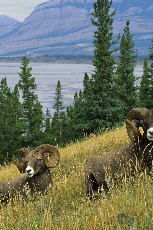 Горные бараны