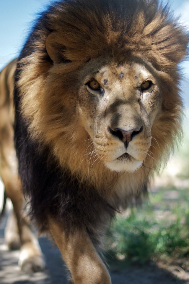 Взрослый лев