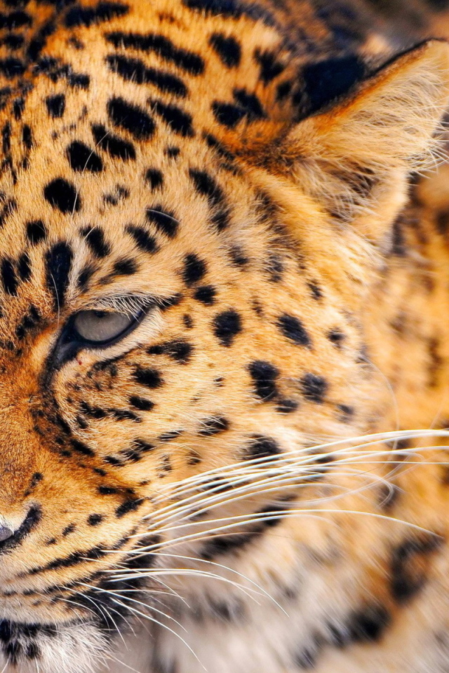 Сердитый леопард