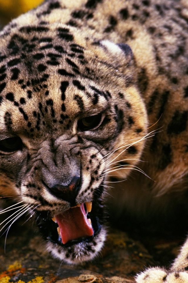 Оскалившийся гепард