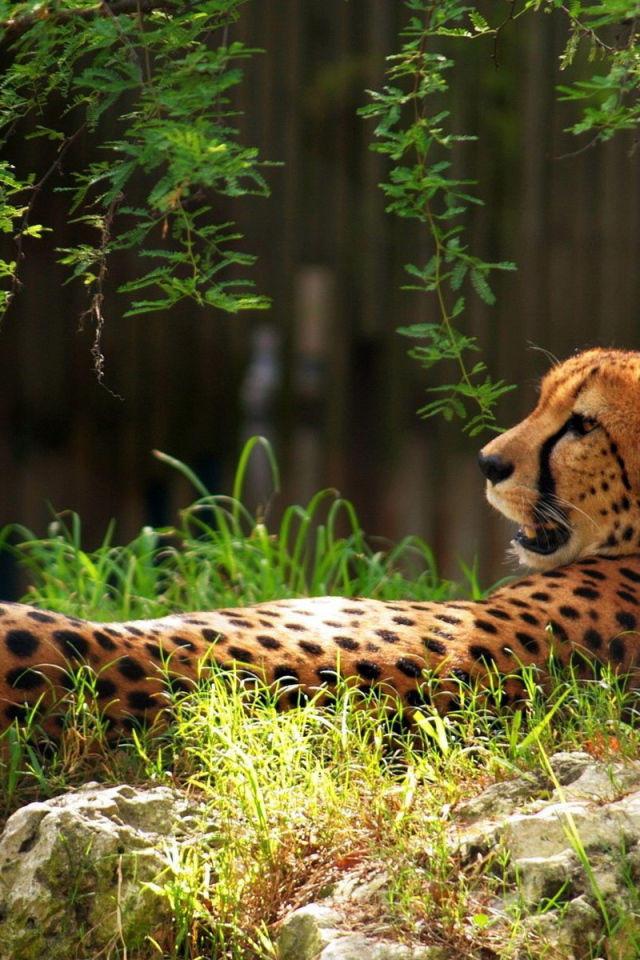 Гепард в траве