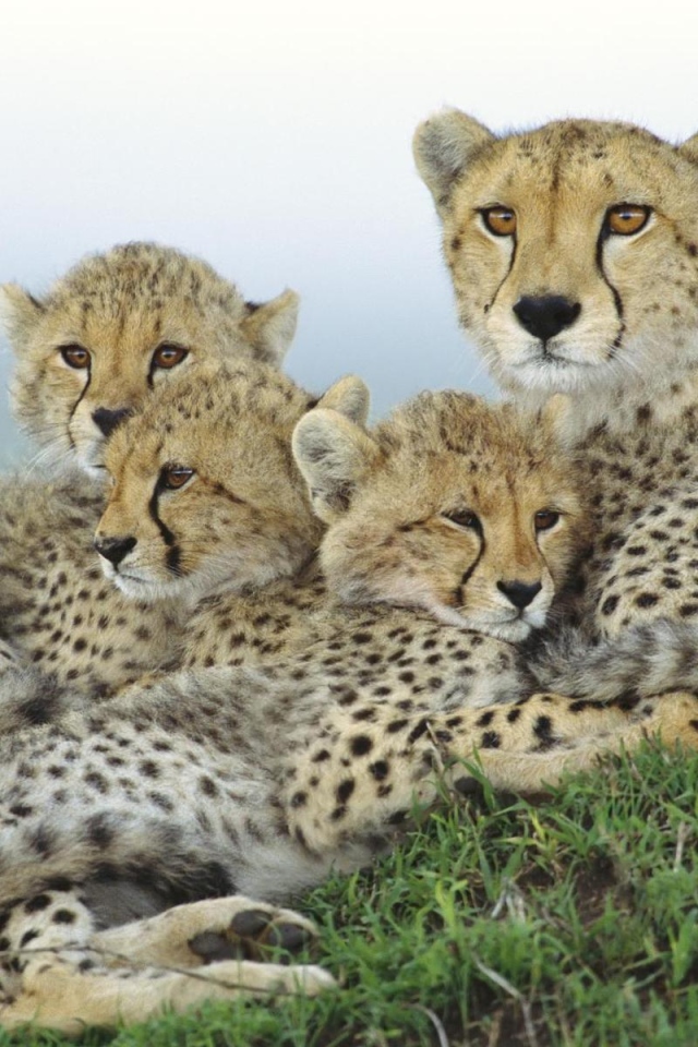Гепард и малыши