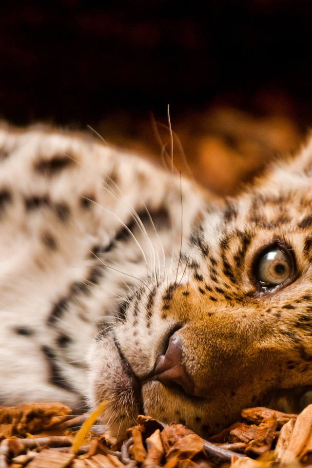 Маленький леопард