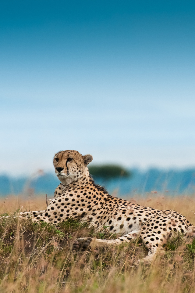 Лежащий гепард