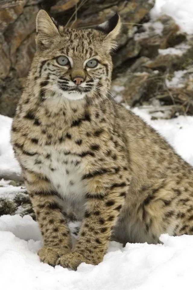 Рысь на снегу