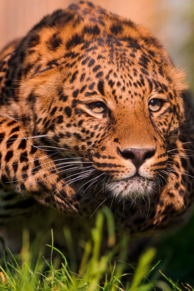 Крадущийся леопард