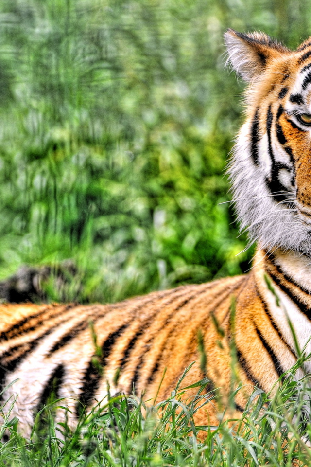 Отдыхающий тигр