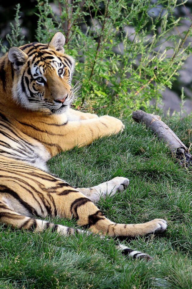 Отдыхающий тигр