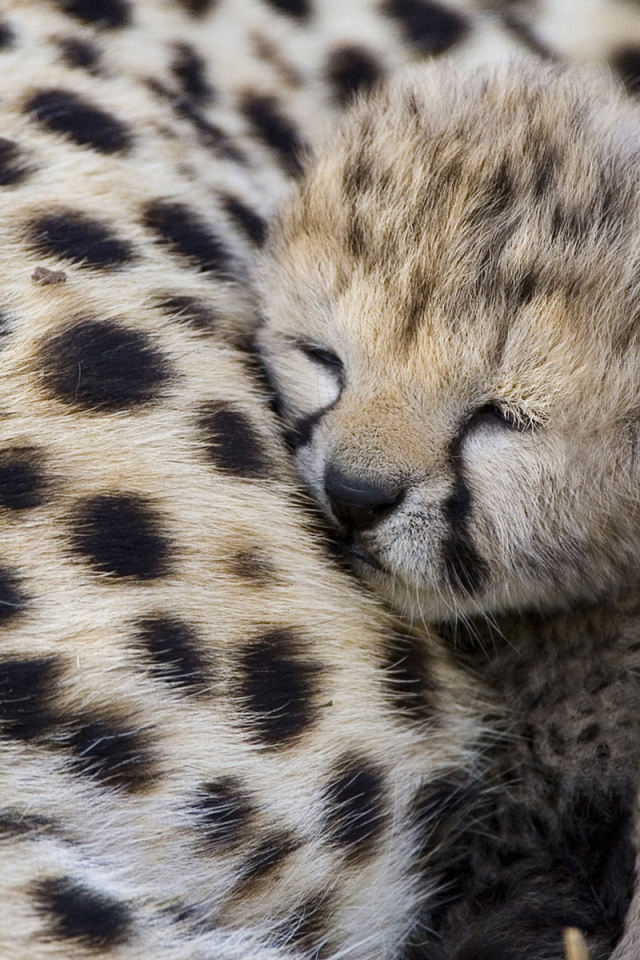 Спящий гепардик